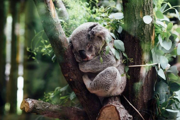 Quels sont les impacts des feux de forêt sur les populations de koalas?
