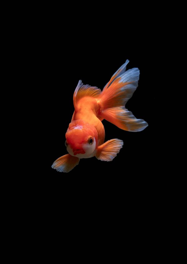 Comment les poissons d'aquarium peuvent-ils développer des comportements territoriaux?