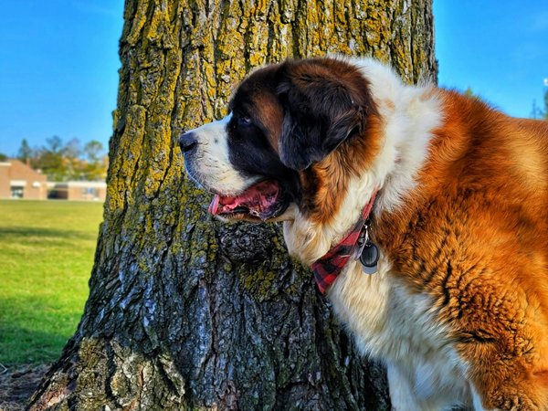 Quels types d'exercices sont recommandés pour un chien de race Saint Bernard vivant dans un appartement ?