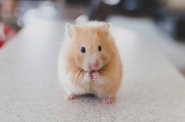 Quelle est la profondeur de substrat idéale pour un hamster russe?