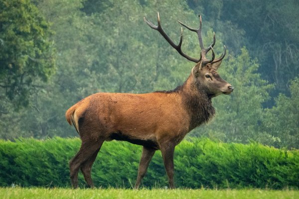 Quels sont les comportements migratoires des cerfs de Virginie en Amérique du Nord?