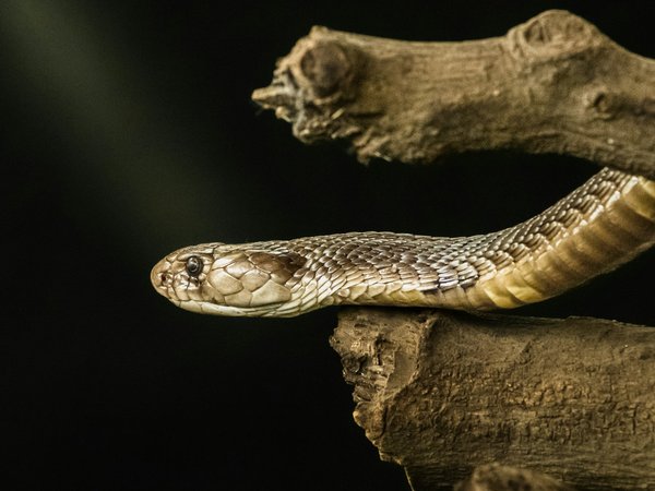 Comment éviter les erreurs de nourrissage chez les serpents royaux?